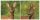  Papírszalvéta, őzikés, kétoldalas, 33x33cm, 20db, háromrétegű, zöld, barna