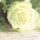 Dekor szalvéta, fehér rózsa, kézírással 33x33cm-Rose of romance