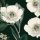 Dekorszalvéta, sötét zöld,  fehér virágok 33x33cm-Angama