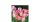 Dekorszalvéta háromrétegű, 25x25cm,20db-os - Szalvéták és papír terítékkiegészítők-Parrot Tulips 
