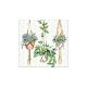 Papírszalvéta, függő növények, 33x33cm,20db-os - Szalvéták és papír terítékkiegészítők-Hanging Plants 