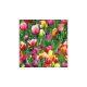 Dekorszalvéta 33x33cm, 20db-os színes tulipán - Szalvéták és papír terítékkiegészítők-Tulips Field 
