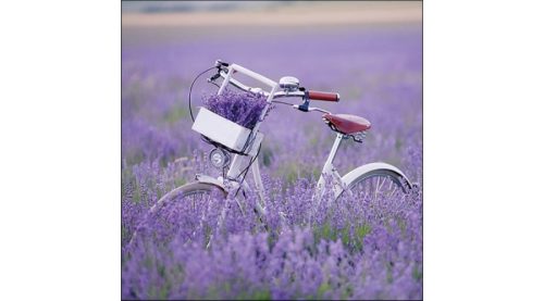 Dekorszalvéta 33x33cm, 20db-os -Bike In Lavender Field 