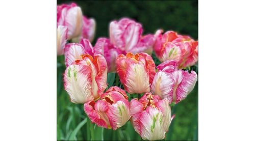 Dekorszalvéta 33x33cm, 20db-os tulipán - Parrot Tulips  