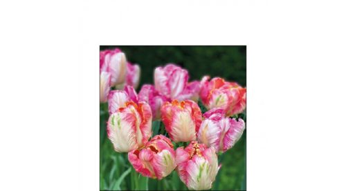 Dekorszalvéta tulipánok 25x25cm,20db-os - Szalvéták és papír terítékkiegészítők- Parrot Tulips 