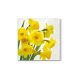 Dekorszalvéta 33x33cm, 20db-os, sárga nárcisz - Yellow Daffodils 