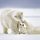 Dekor szalvéta, 33x33cm, 20 db-os, fehér, játszadozó jegesmedvék, háromrétegű
