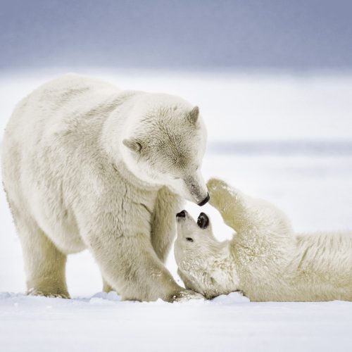 Dekor szalvéta, 33x33cm, 20 db-os, fehér, játszadozó jegesmedvék, háromrétegű